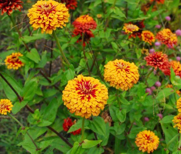 An assortment of red, yellow, and purple flowers growing at the SAP